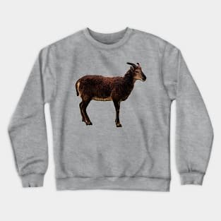 Soay Ewe Crewneck Sweatshirt